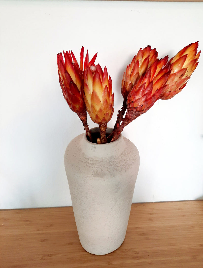 Protea - red-1