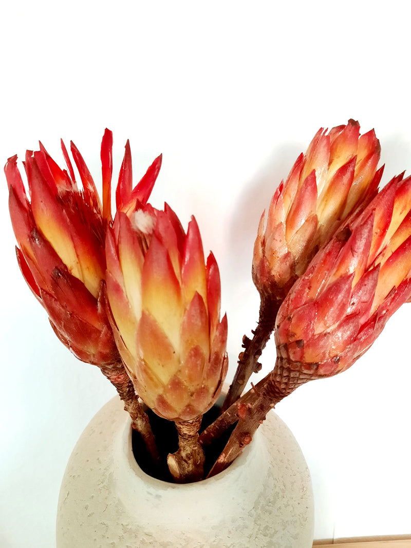 Protea - red-2