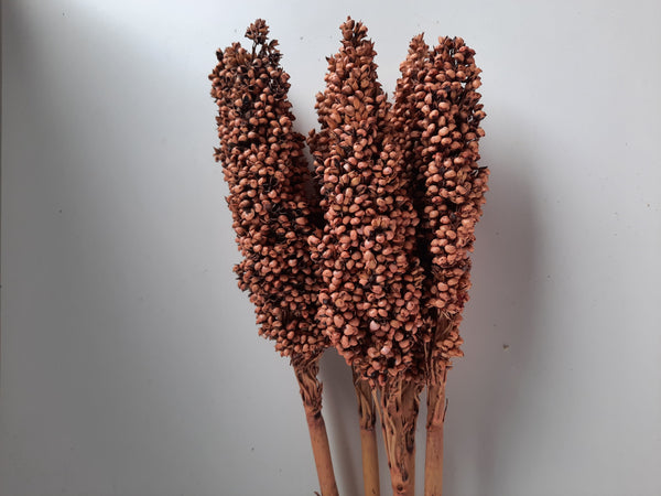 Sorghum - blush-1