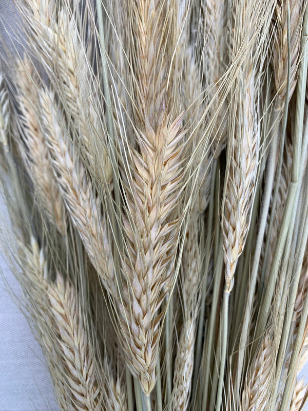 Wheat - natural (bearded)-1