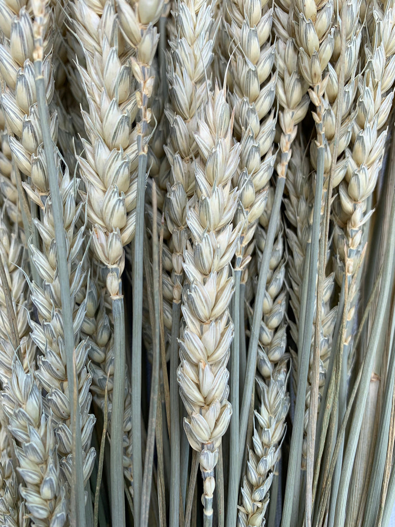 Wheat - natural (tar)-1