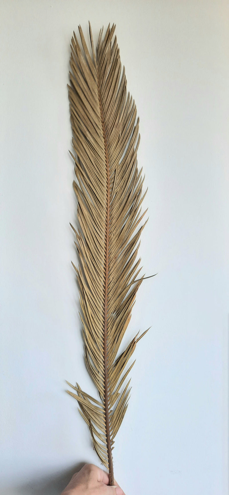 Sorghum palm leaf-2