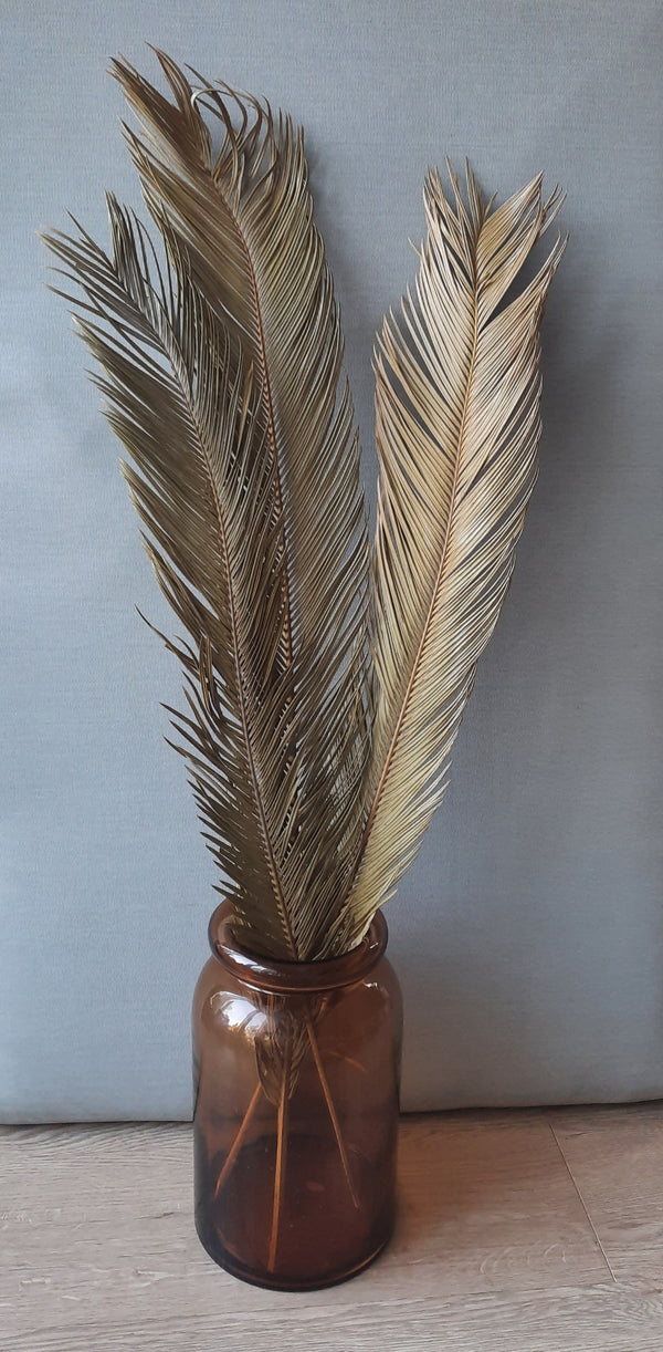 Sorghum palm leaf-0