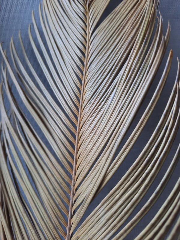 Sorghum palm leaf-1