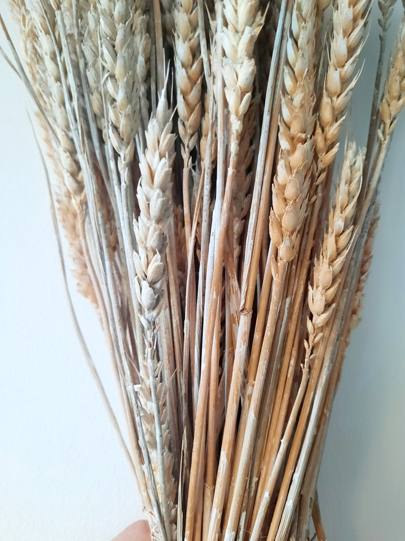 Wheat - deres-1