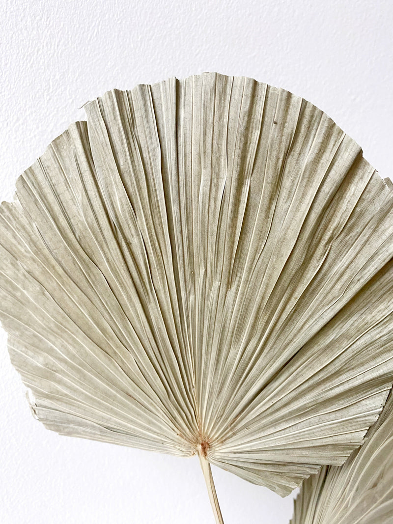 Circular palm leaf-3